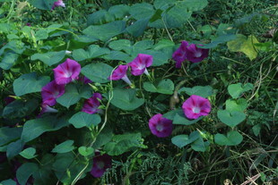 牵牛花 