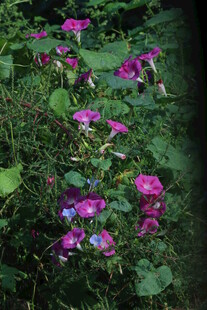 牵牛花 