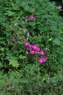牵牛花  