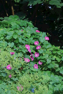 牵牛花 