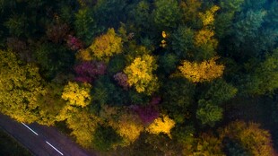 俯瞰秋日林间公路