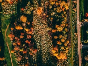 秋日森林斑斓景色鸟瞰