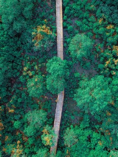 空中俯瞰林间蜿蜒小路