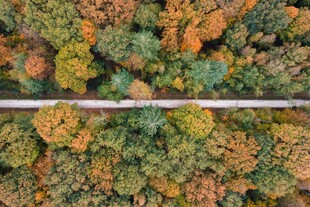 秋日林间公路俯瞰美景