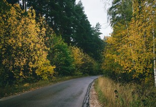 秋日林间蜿蜒小路