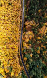 秋日林间蜿蜒小路