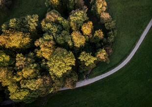 空中俯瞰蜿蜒小路旁树林