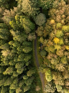 空中俯瞰林间蜿蜒小路