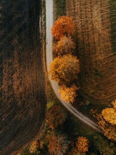 秋日林间蜿蜒的多彩道路