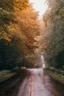 秋日林荫湿路美景
