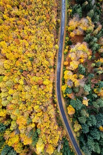 蜿蜒小路穿行金黄落叶间
