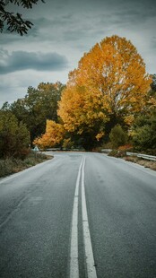 秋日公路旁的绚烂黄叶