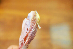 含苞待放的花朵