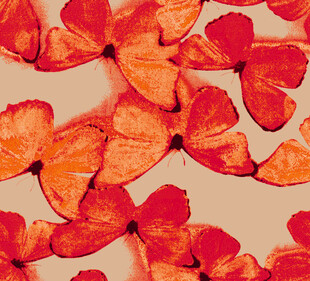 橙红色花瓣排列图案