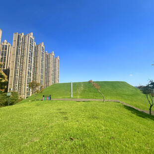 城市中绿意盎然的草地景观