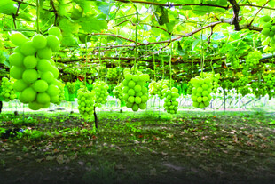 翠绿葡萄藤下的累累硕果