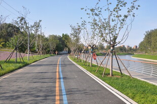 城市中的多彩林荫骑行道