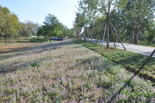 秋日林间草地小路风景