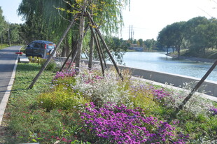 北京朝阳坝河河畔多彩花卉景观