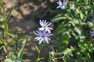 蓝紫色小花绽放于绿野