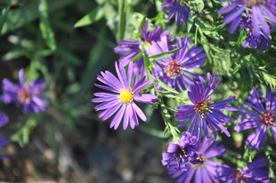 紫色小花绽放枝头