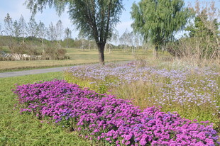 繁花绿地中的清新自然景致