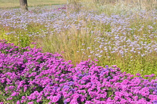 紫色花海自然美丽景致
