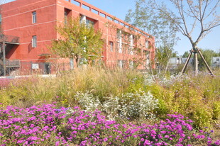 红砖建筑前的缤纷花卉景观