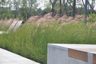 城市中的清新绿植景观