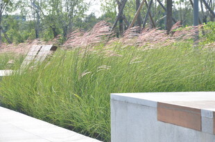 户外绿植景观与休憩设施