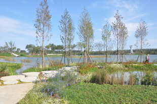 北京朝阳坝河景观湖畔绿树成荫