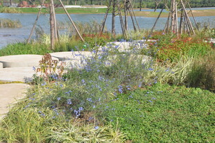 北京朝阳坝河景观湖畔花园景观