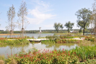 北京朝阳坝河景观湖畔湿地风光
