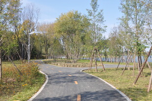 蜿蜒林间小路的自然景致