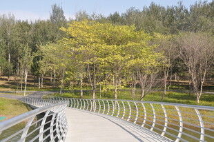 北京朝阳坝河景观林间漫步道