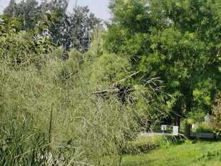 公园风景  