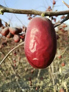 红枣