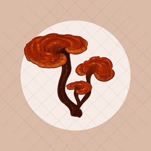 手绘灵芝插画