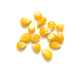 玉米粒