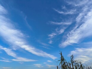 蓝天飘絮云下的树梢