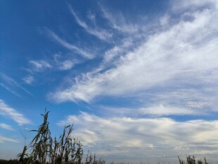 蓝天之下的芦苇与云朵