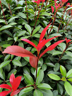 红绿叶植物特写