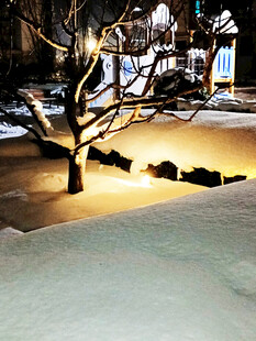 冬夜雪景中的光秃树木