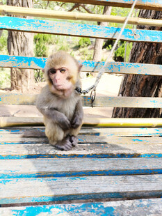 木台上的可爱小猴子