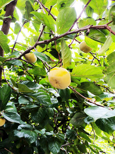 枝头挂着的黄色果实柿子