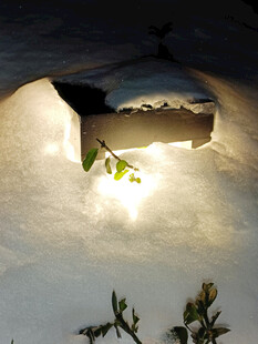 雪夜中微光映照的绿植