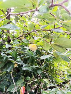 繁茂绿植中的多彩柿子景象