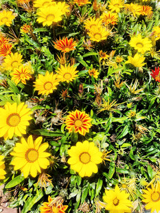 灿烂太阳黄花朵朵绽放