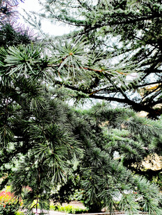 茂密松枝下的多彩景致