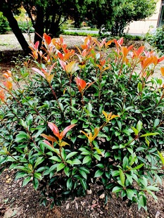 色彩斑斓的绿植景观